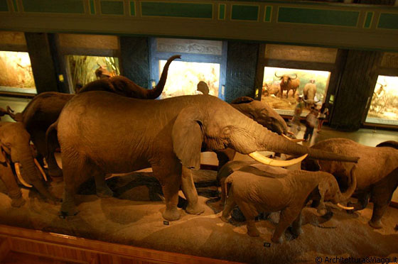 UPPER WEST SIDE - Elefanti e riproduzioni di habitat naturali al Museo Americano di Storia Naturale