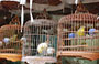 MONG KOK. Il Giardino degli Uccelli
