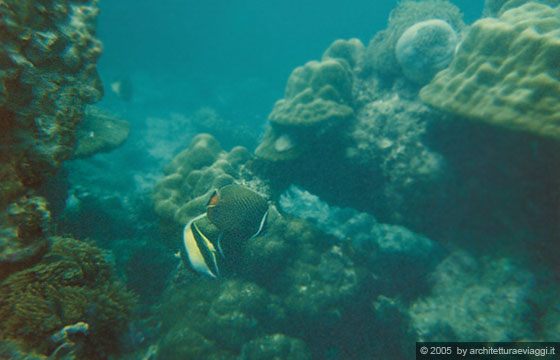 PHI PHI ISLAND - Escursione in barca a Phi Phi Ley - snorkelling