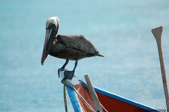 GRAN ROQUE - Il pellicano adagiato su una barca aspetta con pazienza il suo cibo quotidiano che qui certo non manca