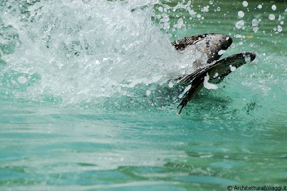 LOS ROQUES - Francisquises - i tonfi dei pellicani che si tuffano in acqua per pescare