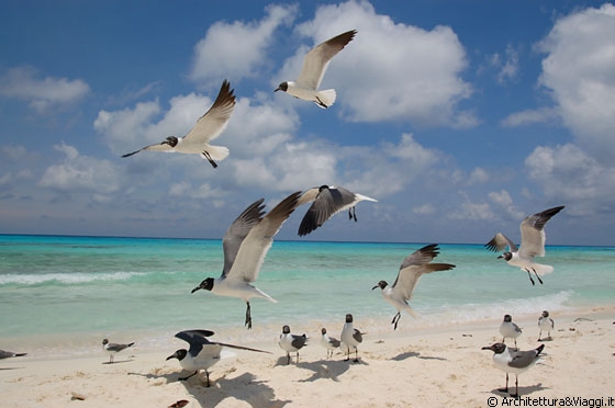 CAYO DE AGUA - I pellicani, le gabbianelle e in generale gli uccelli, sono una continua attrazione nell'isola
