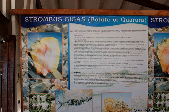 DOS MOSQUISES SUR - Stazione biologica - un pannello esplicativo sulle caratteristiche dello Strombus Gigas