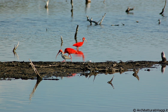 CAYO PUNTA BRAVA - L'ibis rosso, una delle meraviglie dell'avifauna di Morrocoy