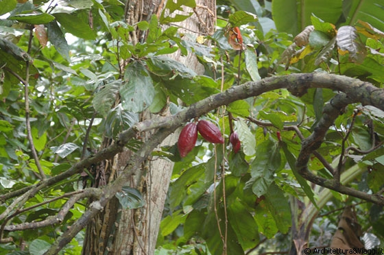 CHUAO - L'albero e i frutti del cacao