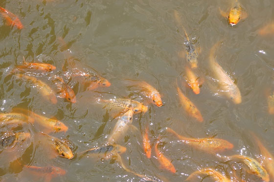 Hue 39 citt imperiale pesci rossi nel laghetto sotto il for Pesci rossi laghetto