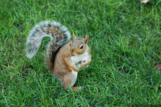 FLATIRON DISTRICT - Ancora lui, fa i capricci ma noi ci divertiamo a fotografarlo