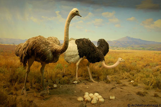 CENTRAL PARK WEST - Museo Americano di Storia Naturale: i bambini di tutte le età troveranno senz'altro qualcosa da cui lasciarsi incantare