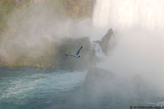 NIAGARA FALLS - Un gabbiano si libra in volo tra il vapor acqueo delle cascate
