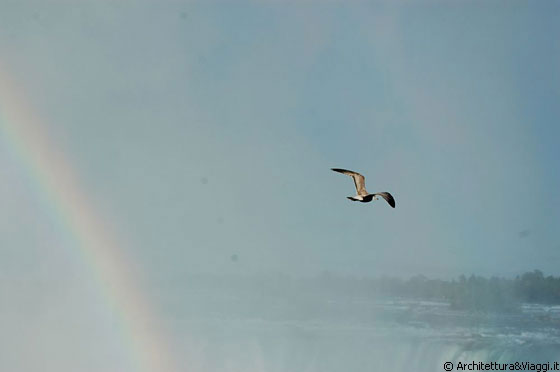 NIAGARA FALLS - L'arcobaleno, un gabbiano, il vapor acqueo delle cascate