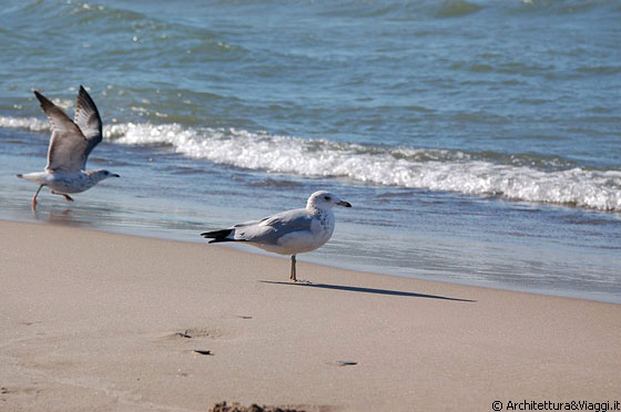LAGO ERIE - Sembra di essere al mare e persino i gabbiani a riva ci danno questa sensazione