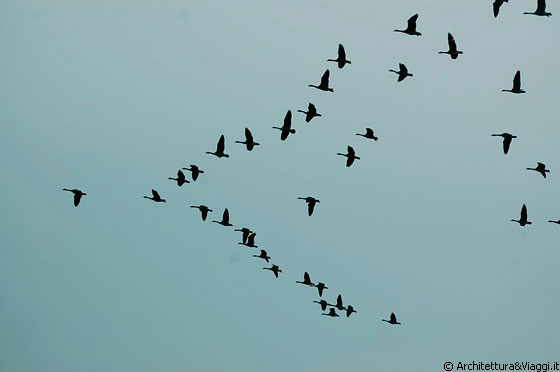 OHIO - Uno stormo di uccelli ordinato come una flotta aerea