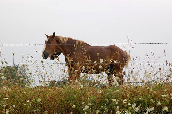 AMISH COUNTRY - Ciao cavalli!