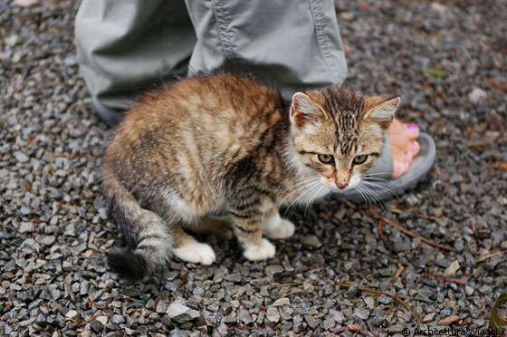 AMISH COUNTRY - Yoder's - questo gattino è davvero affettuoso e non si vuole allontanare