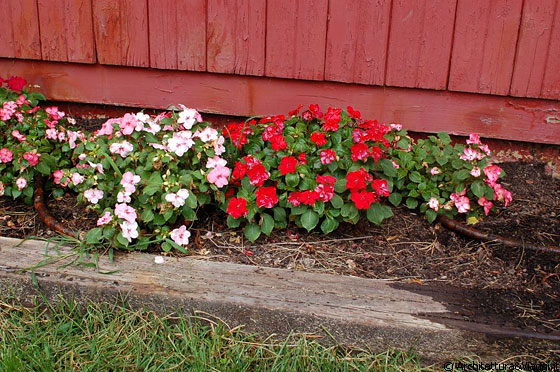 AMISH COUNTRY - Particolare di graziose composizioni di fiori alla fattoria Yoder's Amish Home