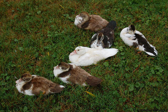 OHIO - Animali da fattoria a Yoder's Amish Home, nei preesi di Walnut Creek (Route 515)