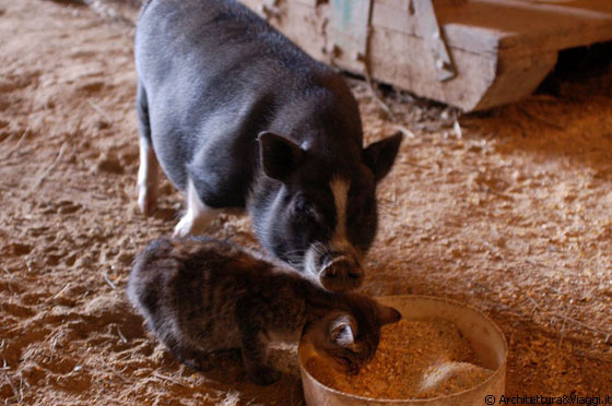 AMISH COUNTRY - Visitiamo le stalle dell'azienda Yoder's e ci divertiamo ad osservare gli animali: guardate il gatto, è fantastico!