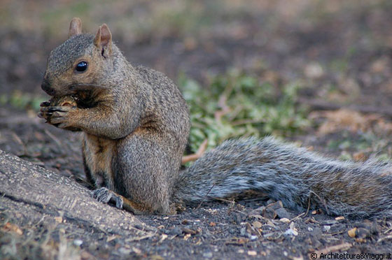 ILLINOIS INSTITUTE OF TECHNOLOGY - Un dotto scoiattolino del campus