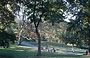 NYC - CENTRAL PARK. Collinette e rilievi artificiali, uniti ad un grande numero di alberi e prati, rendono questo parco naturale e piacevole
