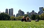 CENTRAL PARK SOUTH. Io e Francesco stesi sul prato di Sheep Meadow, ci immortaliamo con l'autoscatto 