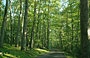 MILL RUN - PENNSYLVANIA. Il parco boscoso di Casa Kaufmann