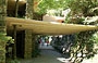 FALLINGWATER. L'ingresso coperto da tralicci in calcestruzzo ancorati al dirupo in pietra