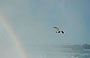 NIAGARA FALLS. L'arcobaleno, un gabbiano, il vapor acqueo delle cascate