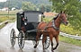AMISH COUNTRY. I buggies, i semplici carretti neri coperti e tirati da cavalli