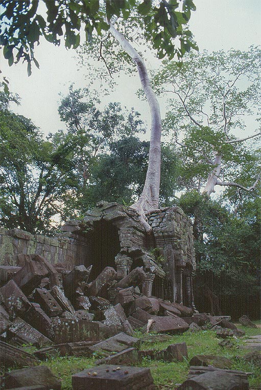 ANGKOR - Ta Prohm - in balia della giungla