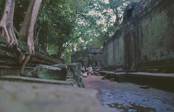 ANGKOR - Ta Prohm - la luce verdastra tra le rovine in pietra e l'intreccio di radici 