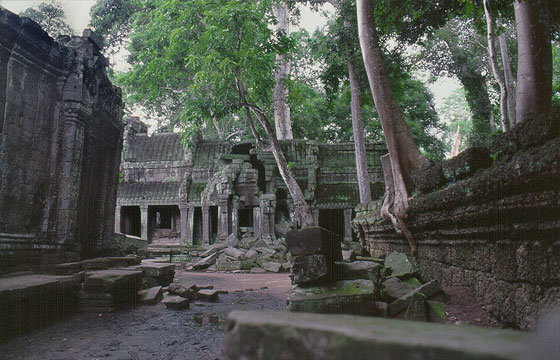ANGKOR - L'intreccio di radici tra le rovine in pietra del Ta Prohm