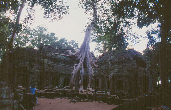 ANGKOR - Ta Prohm - la radice più famosa 