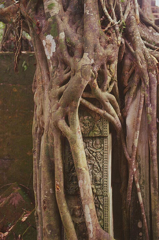 ANGKOR - Beng Mealea - intreccio di radici e bassorilievi