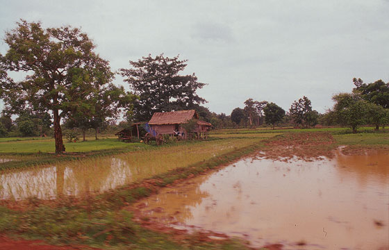 ANGKOR - Da Beng Mealea tornando verso Dam Nek - le risaie