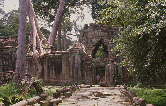 PREAH KHAN - Ammiriamo lo spettacolo della natura alla porta est (ingresso storico) del tempio