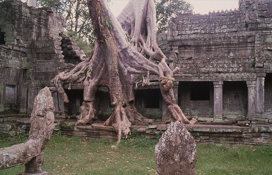 PREAH KHAN - Le possenti radici che avvolgono la porta est