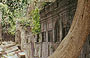 ANGKOR. Beng Mealea - in balia della giungla