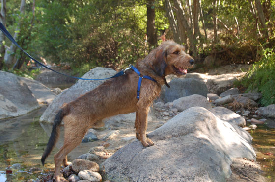 CORSICA DEL SUD - Mosè felice del suo pacchetto vacanza mare e monti