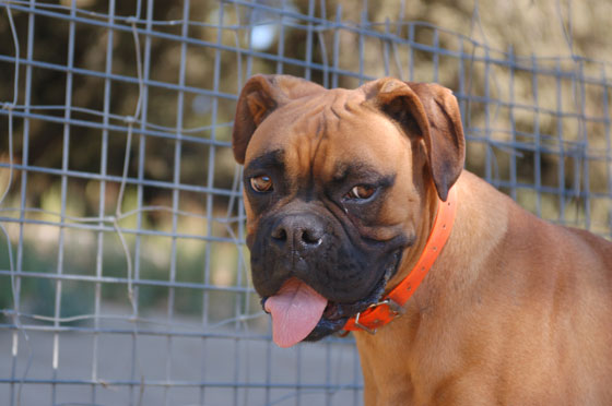 L'ALTA ROCCA - Baila, l'allegra boxer di Jacques e Patrizia