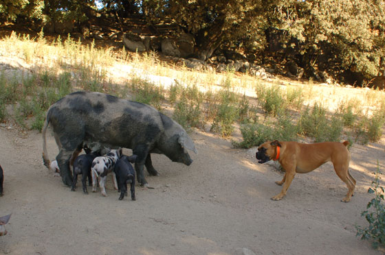 LEVIE - Chambres d'hotes Riccu: Baila salta il recinto dei maiali e abbaia a mamma scrofa