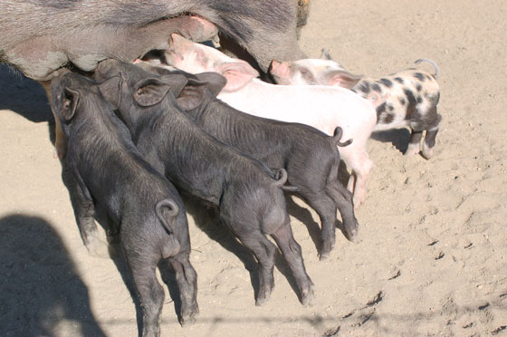 LEVIE - Alla chambres d'hotes Riccu, al mattino ci alzavamo tra maialini, polli e la bella Baila