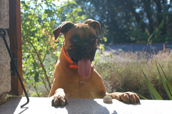 CORSICA DEL SUD - Chambre d'hotes Riccu: Baila si affacciava alla finestra della nostra stanza al mattino per chiamare Mosè e fare con noi la consueta passeggiata