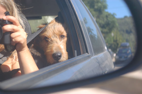 CORSICA DEL SUD - In viaggio verso il Col de Bavella mi diverto a fotografare Mosè riflesso nello specchietto