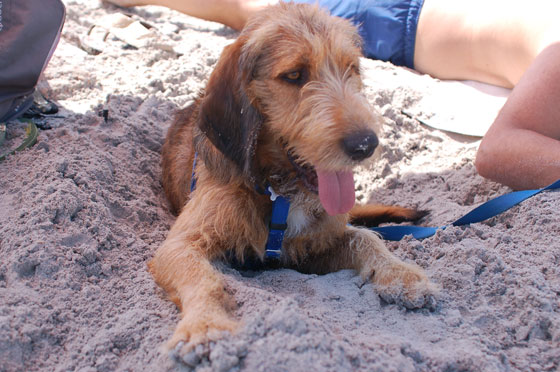 LE SARTENAIS - Mosè in relax sulla spiaggia di Roccapina
