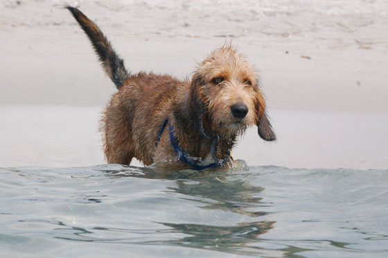 PLAGE D'ARGENTO - Mentre noi facciamo il bagno Mosè ci richiama fuori dall'acqua