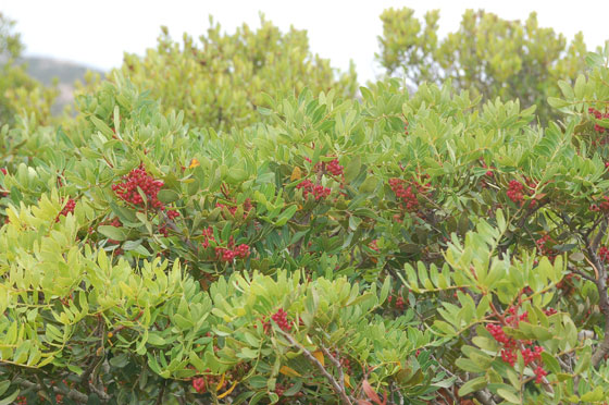 CORSICA DEL SUD - La vegetazione a macchia della costa