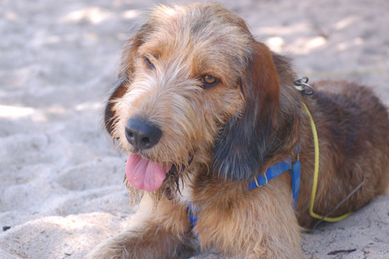 CORSICA DEL SUD - Mosè in relax sotto l'ombrellone dopo gioco e corse sulla bianca distesa di sabbia di Plage d'Erbaju