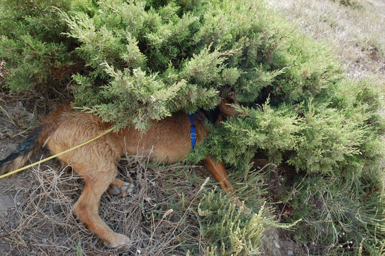 BONIFACIO - Mosè si infrasca tra le fresche frasche della macchia mediterranea
