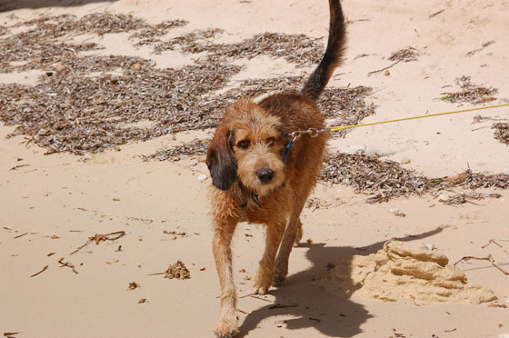 BOCCHE DI BONIFACIO - Mosè arruffato dopo il bagno sulla spiaggia di Sainte Antoine