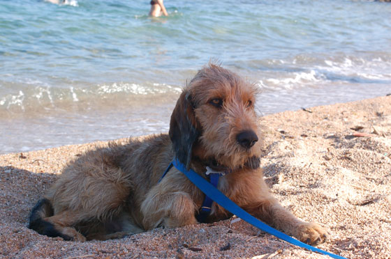 BONIFACIO - Mosè in relax sulla spiaggia di Calalonga